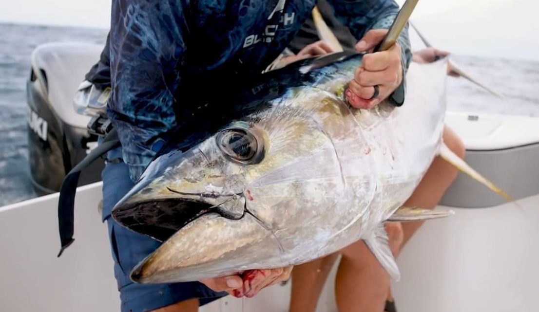 Сезон тунца на Кипре: когда ехать и где искать крупного хищника в море